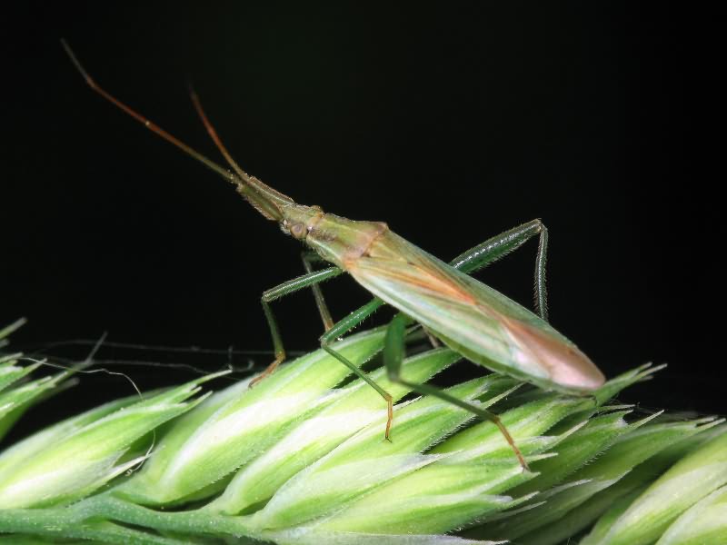 Stenodema holsata (Fabricius, 1787)